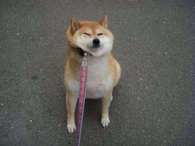 猫派ですか？犬派ですか？