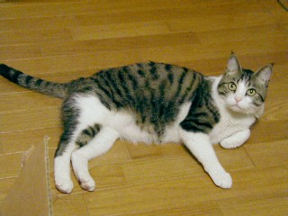 ガルちゃんで画像（サイト）を貼り付ける方法＆練習Part8