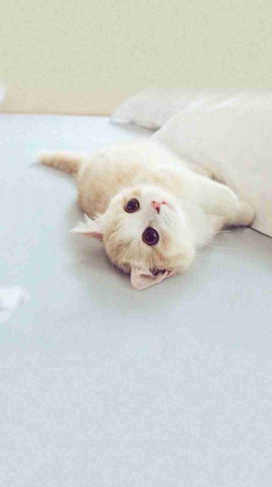 ガルちゃんで画像(サイト)を貼り付ける方法&練習Part8