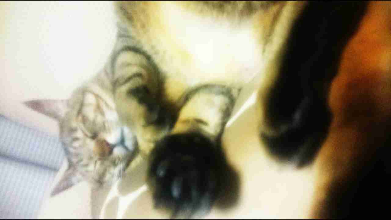 ガルちゃんで画像(サイト)を貼り付ける方法&練習Part8