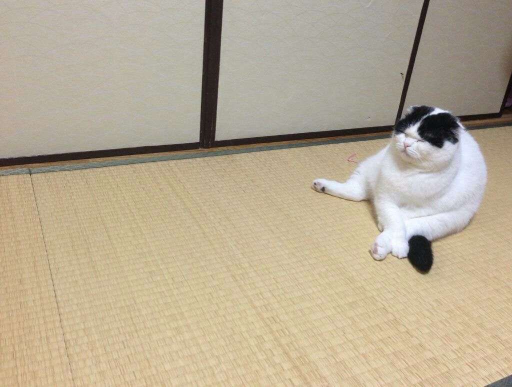 ガルちゃんで画像（サイト）を貼り付ける方法＆練習Part8