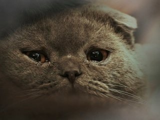 ガルちゃんで画像(サイト)を貼り付ける方法&練習Part8