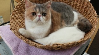 ガルちゃんで画像(サイト)を貼り付ける方法&練習Part8