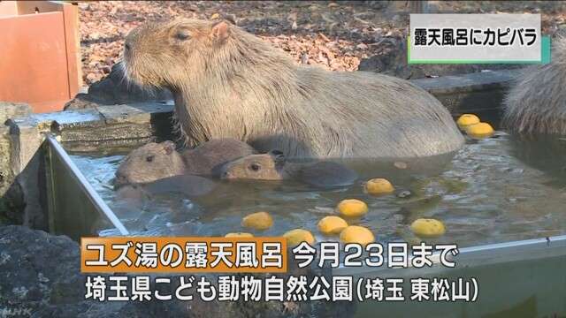 ガルちゃんで画像(サイト)を貼り付ける方法&練習Part8