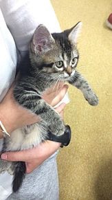 朝起きたら隣で寝ててほしい有名人は誰ですか？