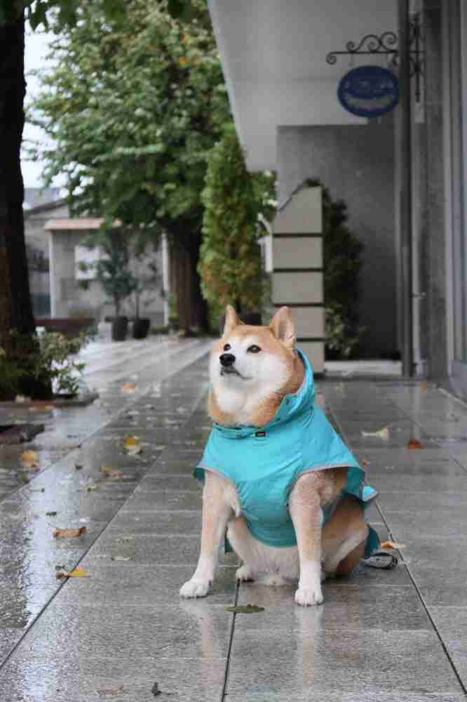 誰かのコメントに返事を書くトピ