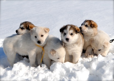 雪と動物たちの画像