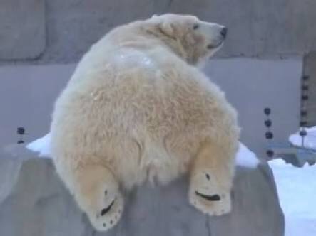 雪と動物たちの画像