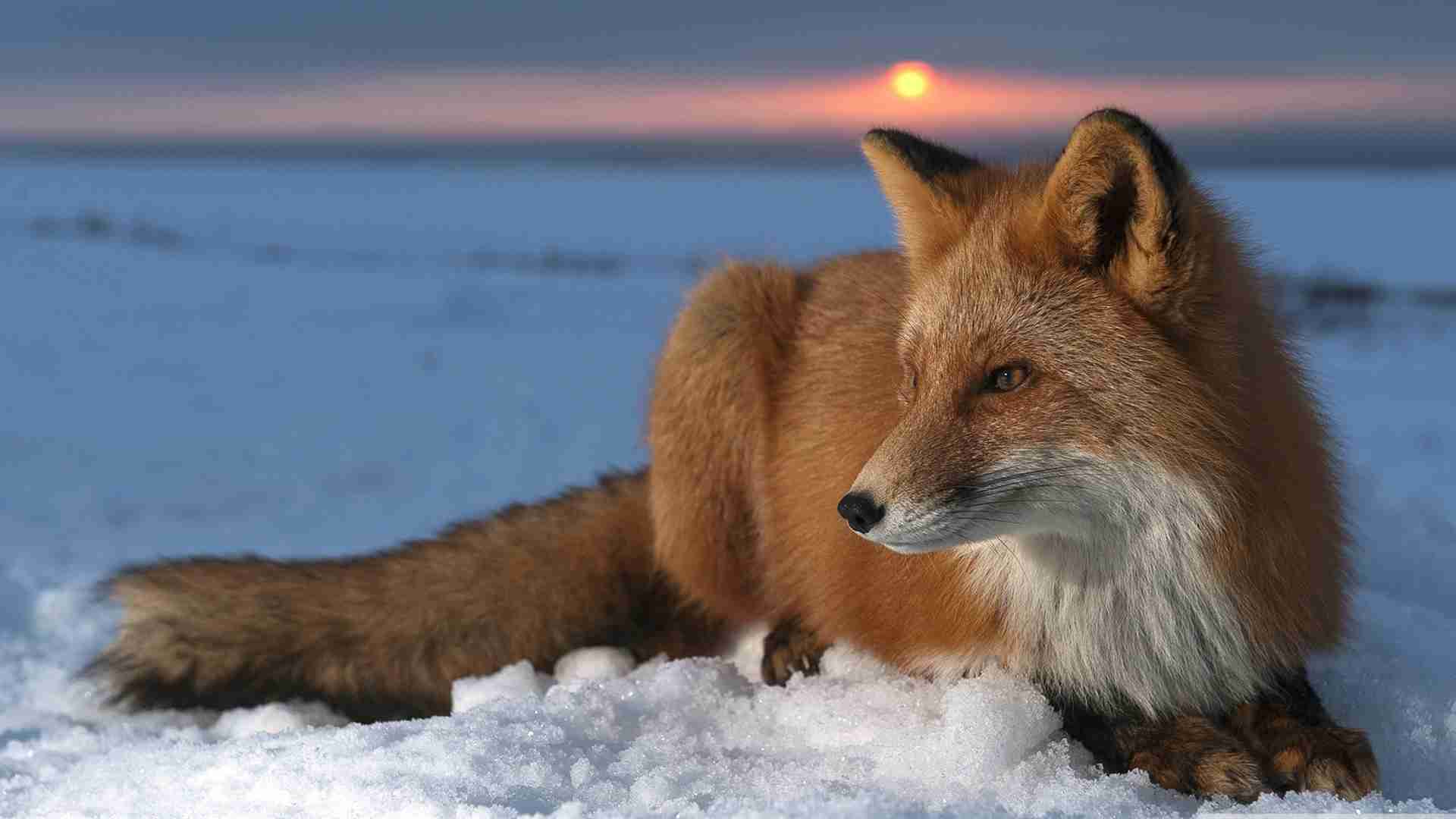 雪と動物たちの画像