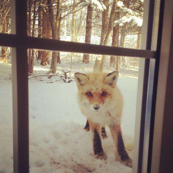 雪と動物たちの画像