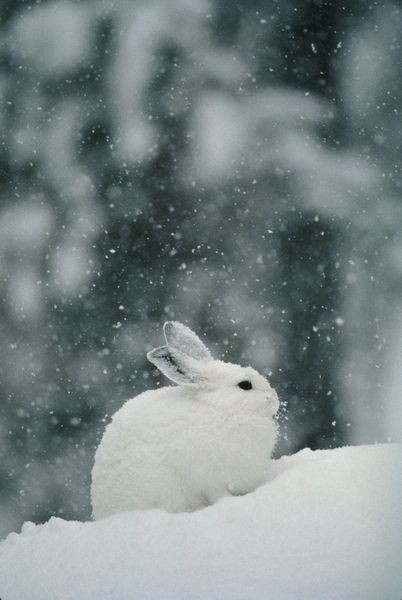 雪と動物たちの画像