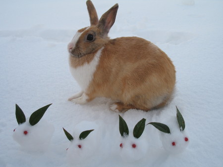 雪と動物たちの画像