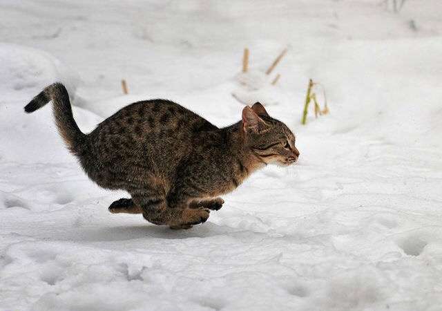 雪と動物たちの画像