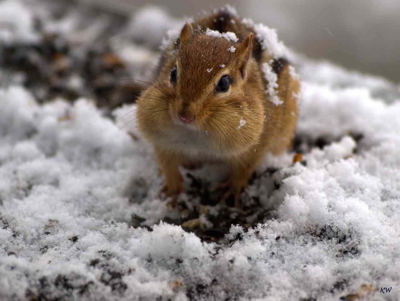 雪と動物たちの画像