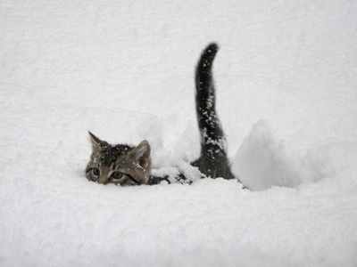 雪と動物たちの画像
