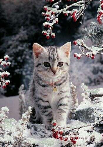 雪と動物たちの画像