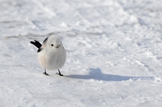 雪と動物たちの画像
