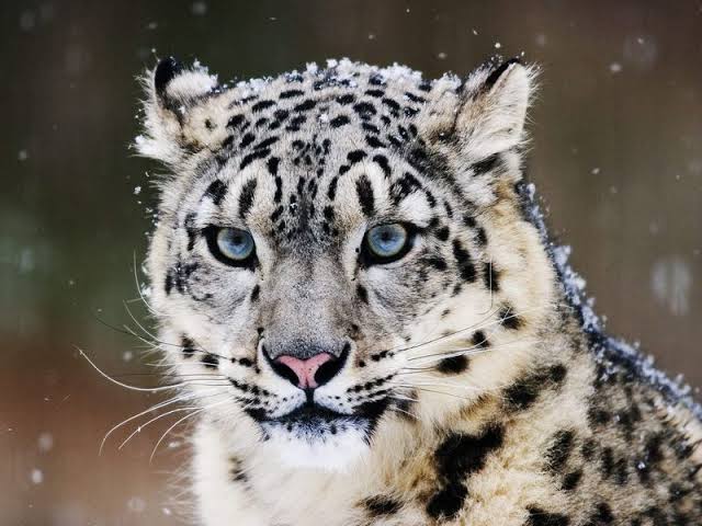 雪と動物たちの画像