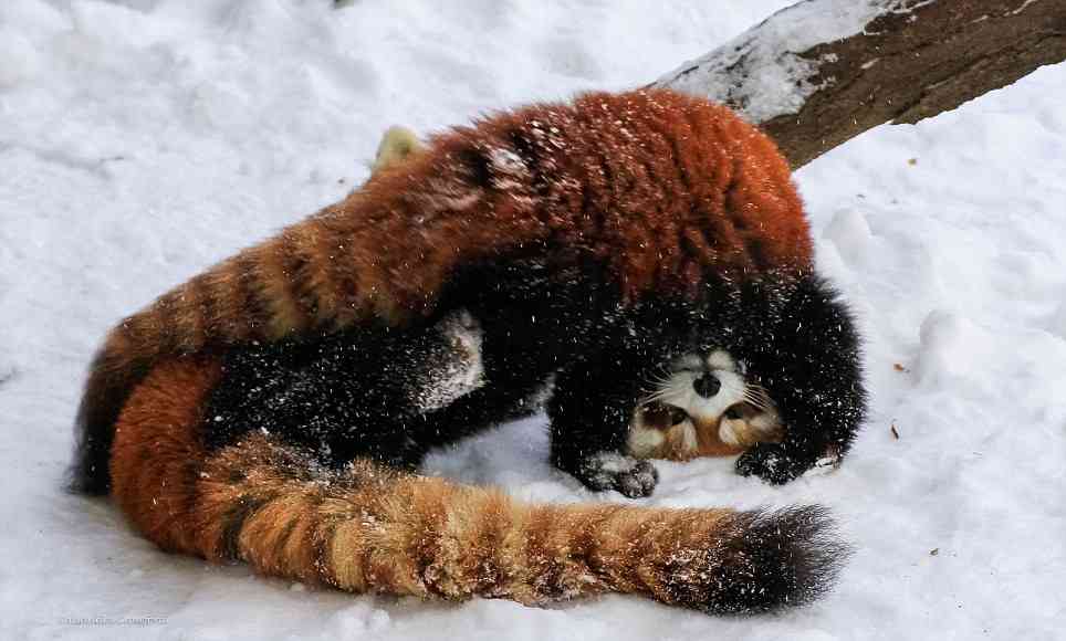 雪と動物たちの画像
