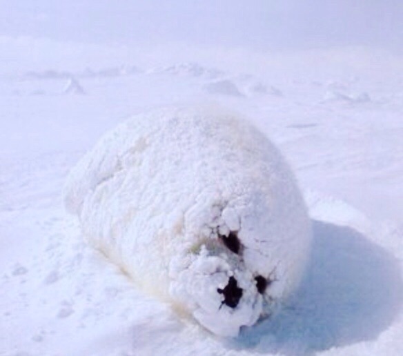 雪と動物たちの画像