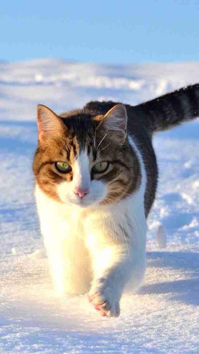 雪と動物たちの画像
