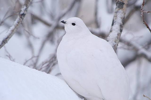 雪と動物たちの画像