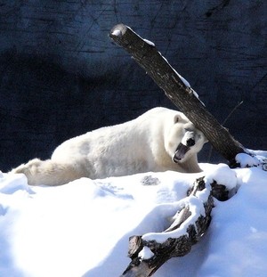 雪と動物たちの画像