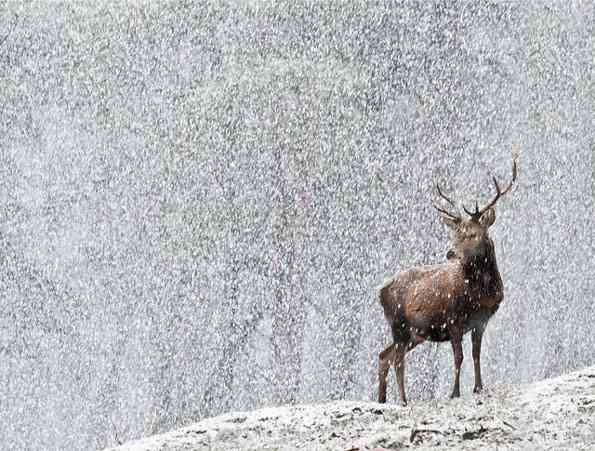 雪と動物たちの画像