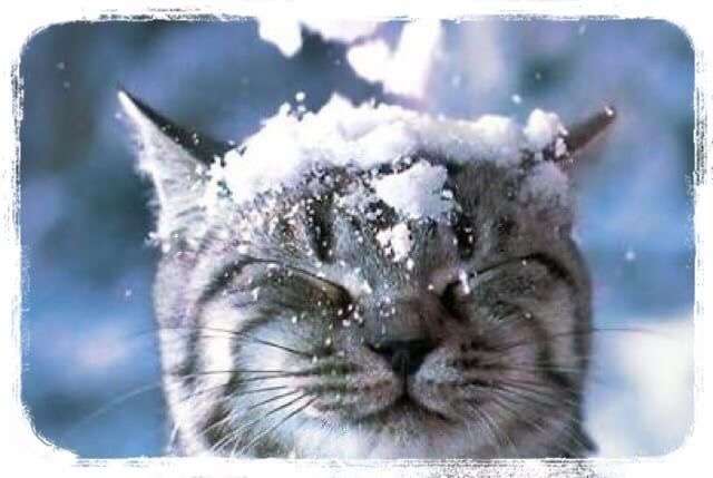 雪と動物たちの画像