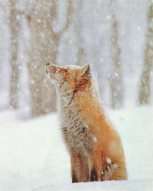 雪と動物たちの画像