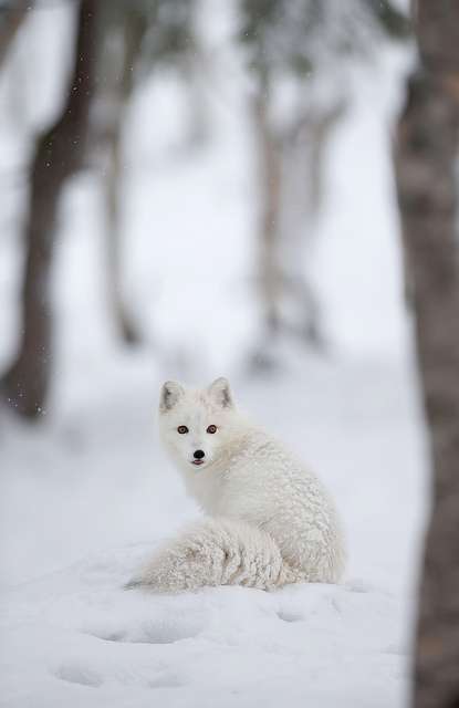 雪と動物たちの画像