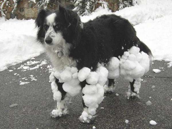 雪と動物たちの画像