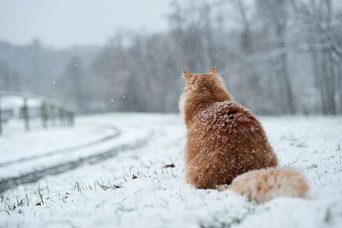 雪と動物たちの画像
