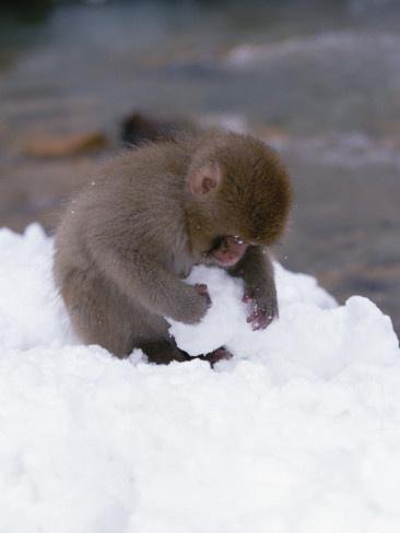 雪と動物たちの画像