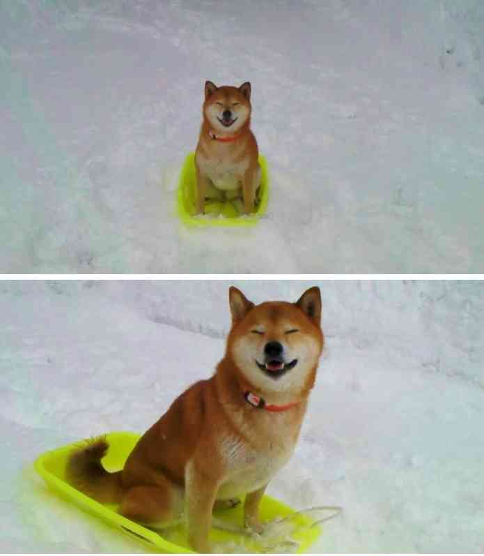 雪と動物たちの画像