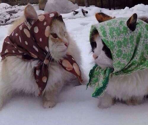 雪と動物たちの画像