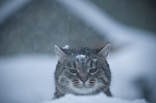雪と動物たちの画像