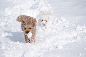 雪と動物たちの画像