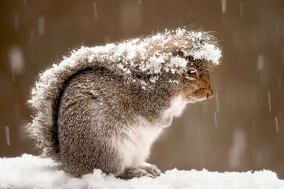 雪と動物たちの画像