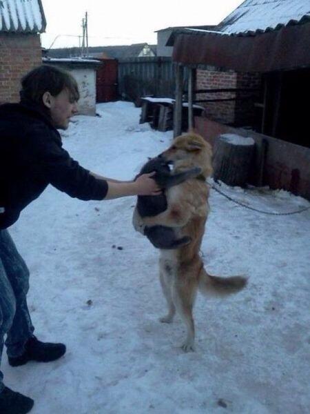 雪と動物たちの画像