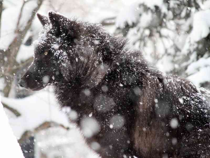 雪と動物たちの画像