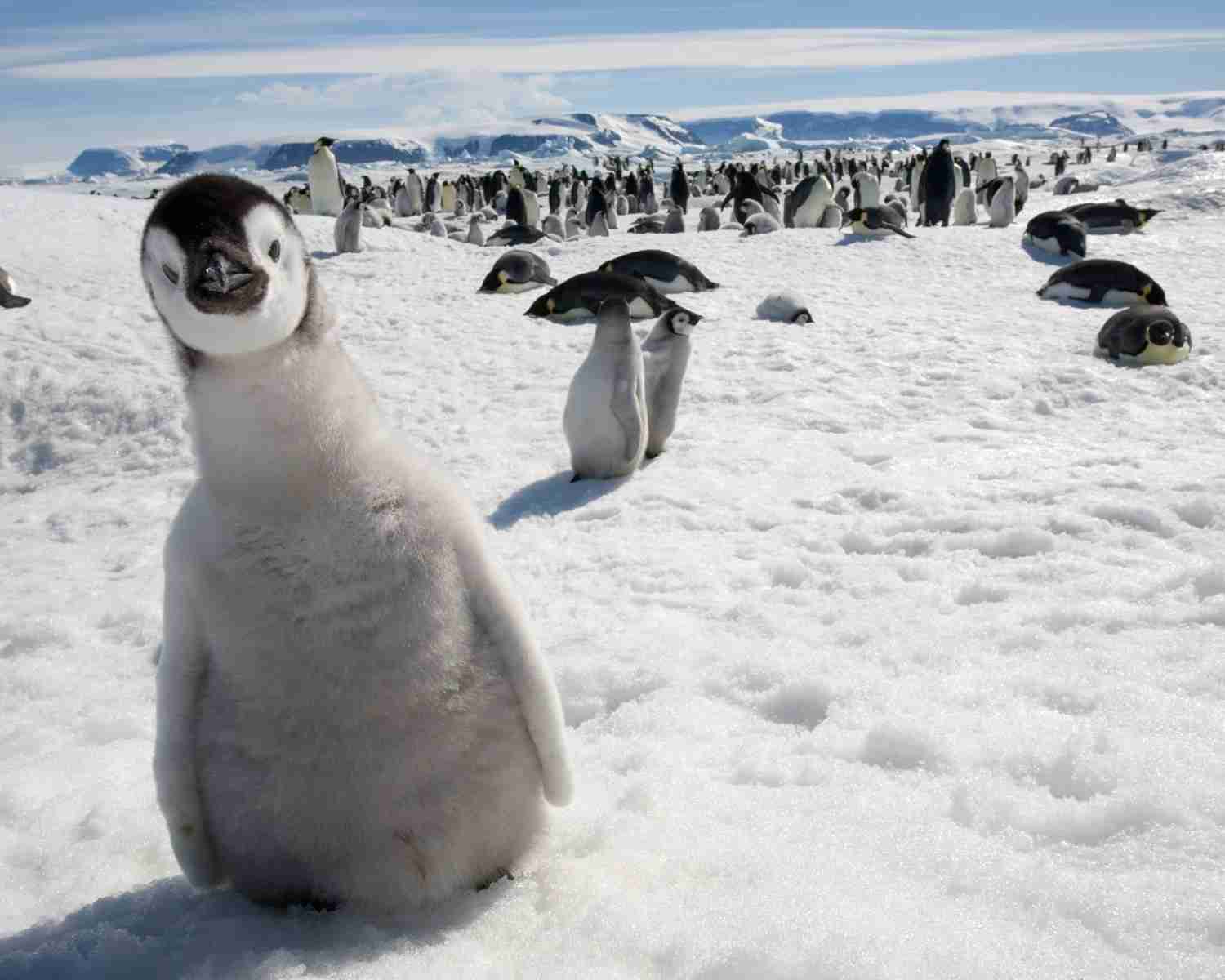 雪と動物たちの画像