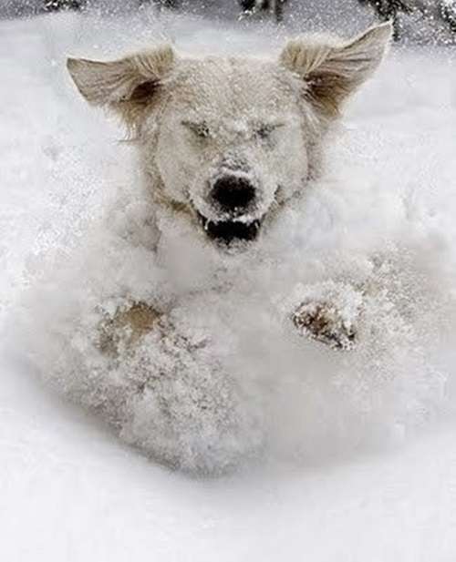 雪と動物たちの画像