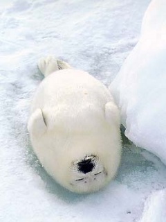 雪と動物たちの画像