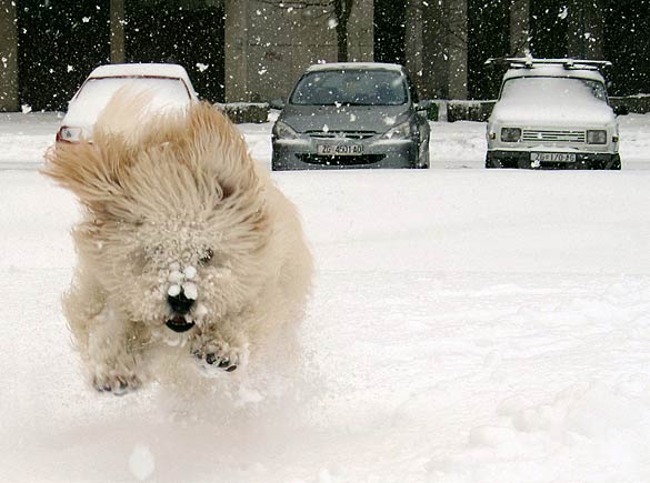 雪と動物たちの画像