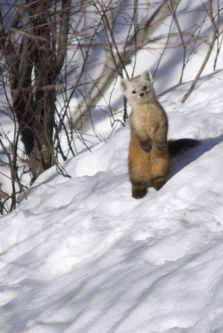 雪と動物たちの画像