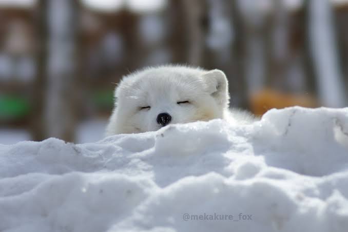 雪と動物たちの画像