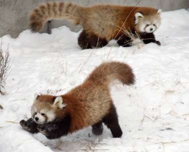 雪と動物たちの画像