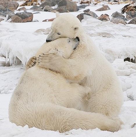 雪と動物たちの画像