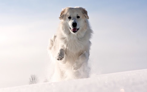 雪と動物たちの画像
